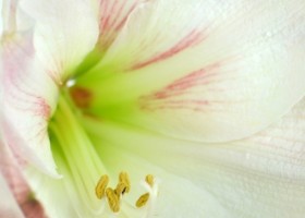 hippeastrum Apple Blossom (2)